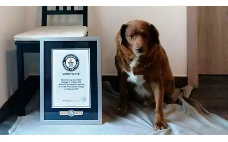 Conheça Bobi, o cachorro mais velho do mundo O-cachorro-mais-velho-do-mundo