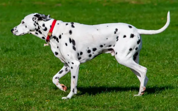 raças de cães de grande porte mais populares no Brasil