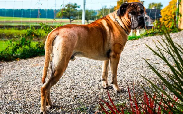 raças de cães de grande porte mais populares no Brasil