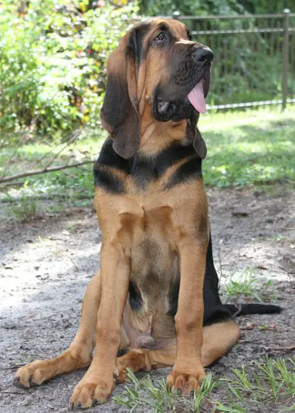 raças de cães de grande porte mais populares no Brasil