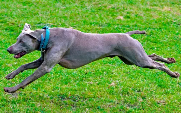 raças de cães de grande porte mais populares no Brasil