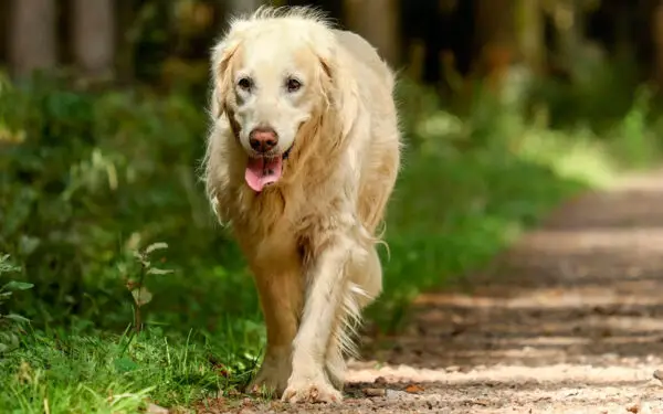 raças de cães de grande porte mais populares no Brasil