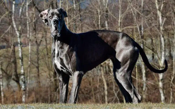 raças de cães de grande porte mais populares no Brasil