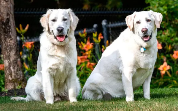 raças de cães de grande porte mais populares no Brasil