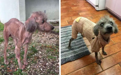 Poodle passou fome por tanto tempo que até se esqueceu como comer