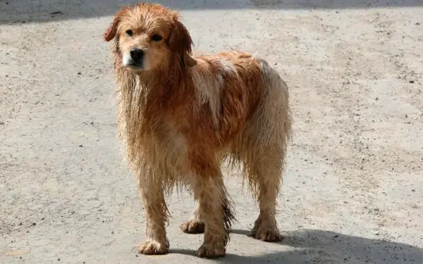 Por que os cachorros comem sujeira?