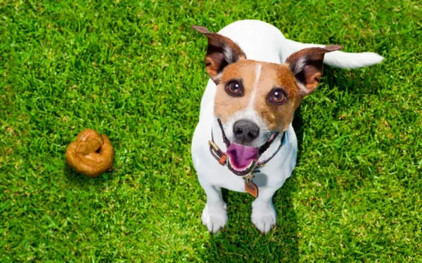 Por que os cachorros comem sujeira?