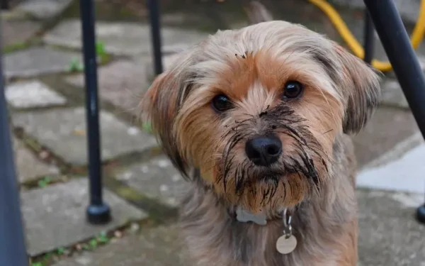 Por que os cachorros comem sujeira?