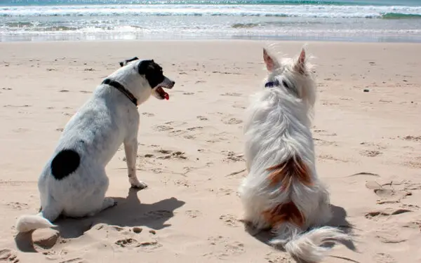 Por que os cachorros ficam grudados enquanto acasalam?