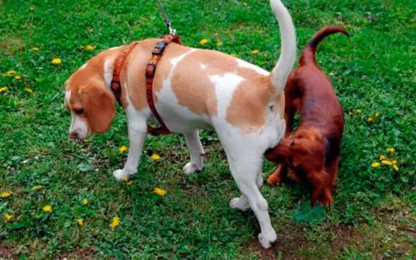 Por que os cachorros ficam grudados enquanto acasalam?