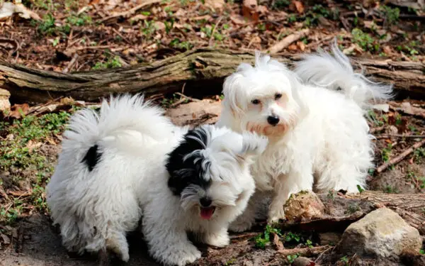 Por que os cachorros ficam grudados enquanto acasalam?