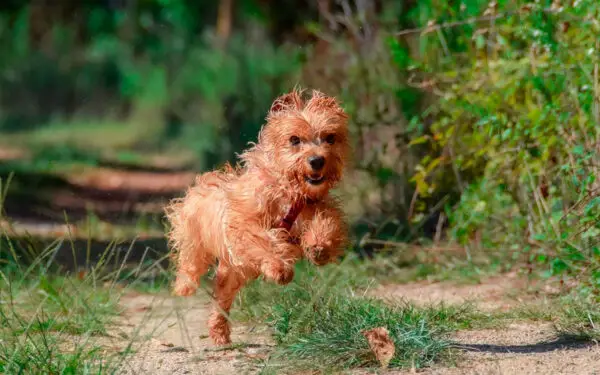 Qual o melhor horário para passear com cachorro?