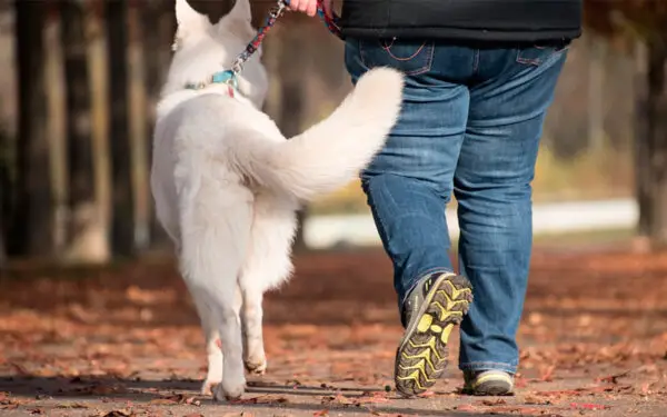 Qual o melhor horário para passear com cachorro?