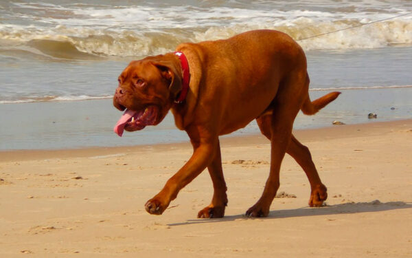 Qual o melhor horário para passear com cachorro?