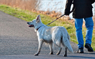 Qual-o-melhor-horário-para-passear-com-cachorro-2