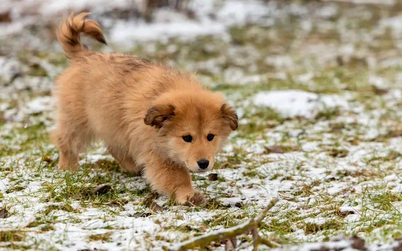 Quanto-custa-adotar-um-cachorro-2