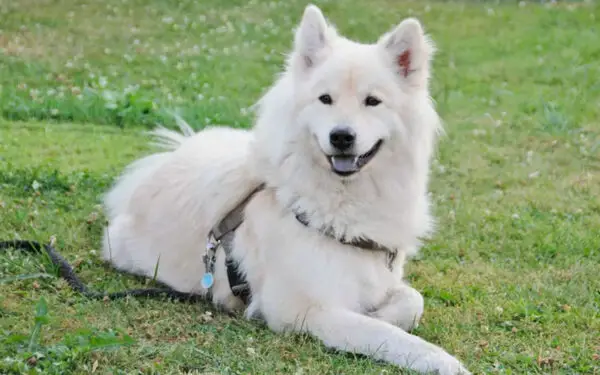 Raças de cães com língua azul