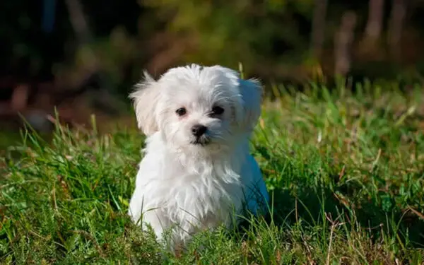 Raças de cachorros brancos