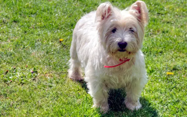 Raças de cachorros brancos