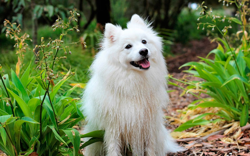 13 raças de cachorros brancos