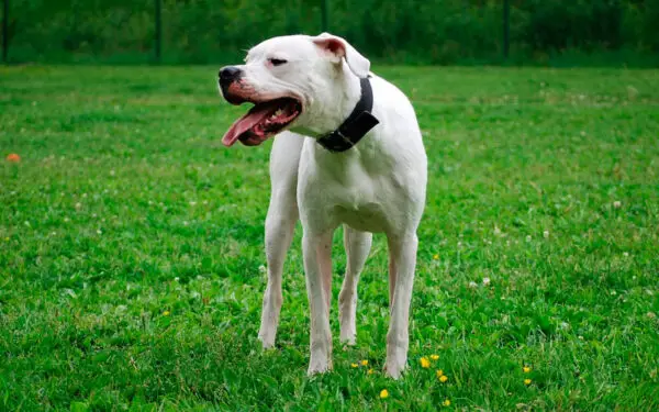 Raças de cachorros brancos