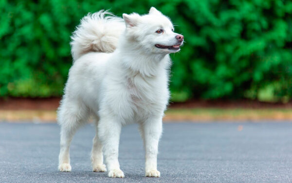 Raças de cachorros brancos