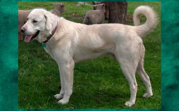 Raças de cachorros brancos