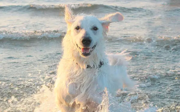 Raças de cachorros brancos