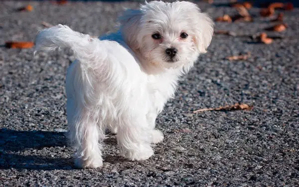 Raças de cachorros brancos