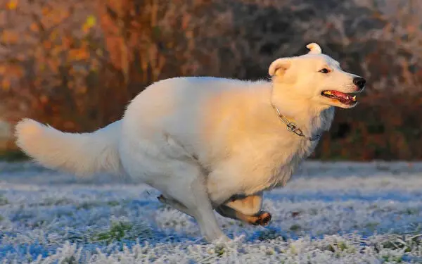 Raças de cachorros brancos