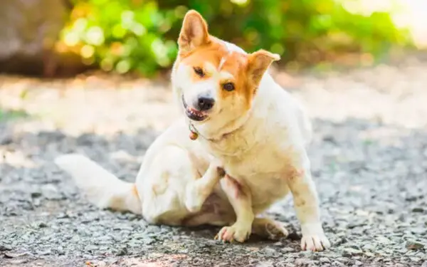 Remedios-caseiros-para-coceira-no-cachorro