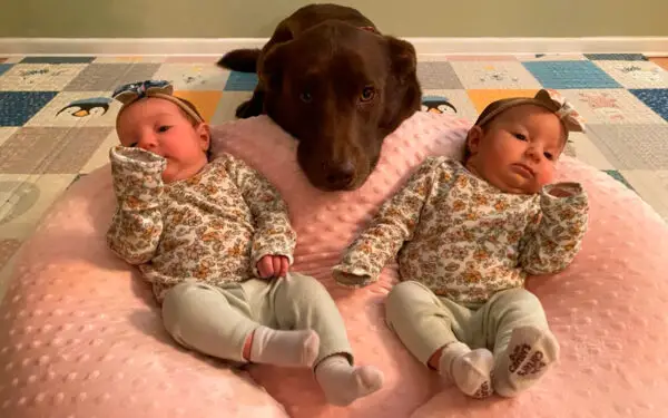 Cachorra aprendeu a ser a irmã mais velha perfeita de dois bebês