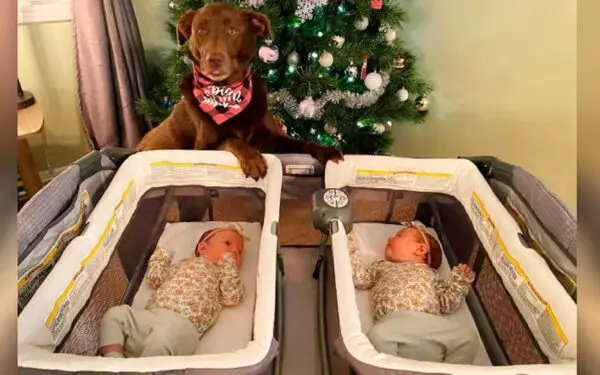 Cachorra aprendeu a ser a irmã mais velha perfeita de dois bebês