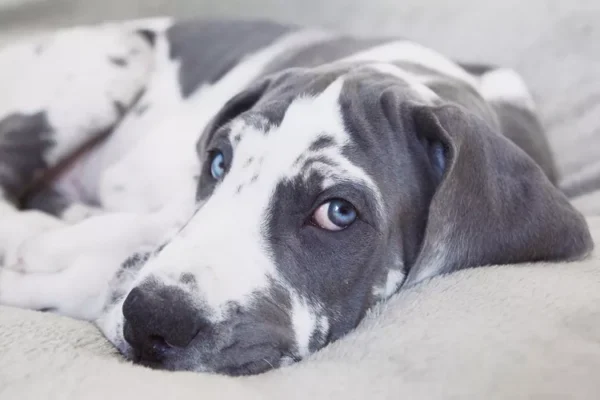 raças de cachorros com olhos azuis