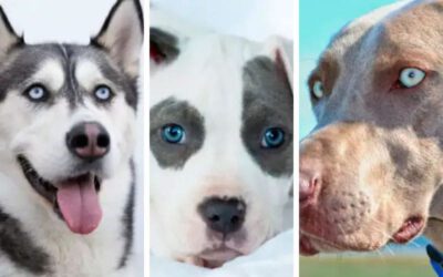 Raças de cachorros de olhos azuis