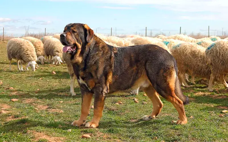 20-raças-de-cães-mais-altas-do-mundo-1