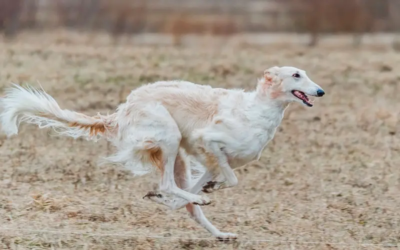 20-raças-de-cães-mais-altas-do-mundo-11