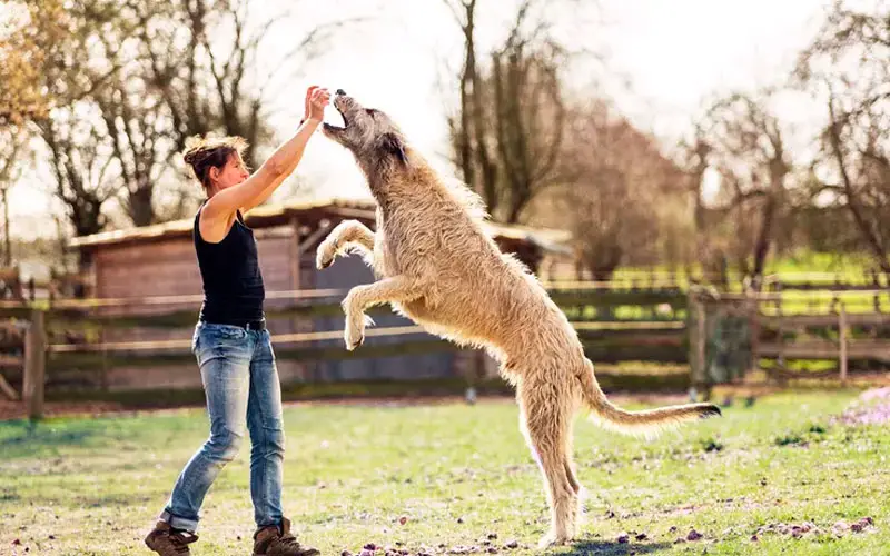  20-raças-de-cães-mais-altas-do-mundo