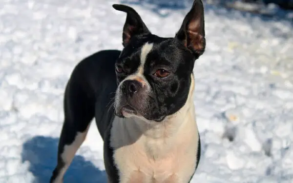 Boston terrier 