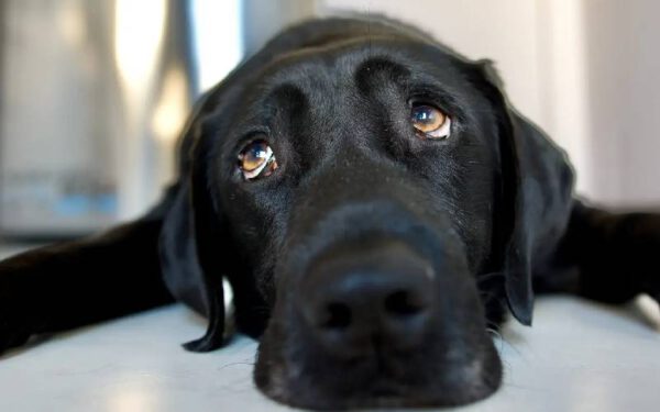 Cachorro preto e grande espera por adoção há 500 dias