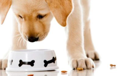 Comedouro lento para cachorros gulosos – Para que serve? Como usar?