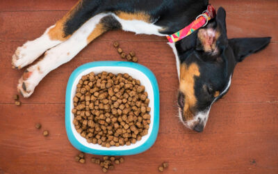 10 maneiras de poupar dinheiro com a comida do cachorro