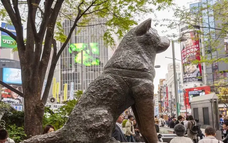 Hachiko cem anos