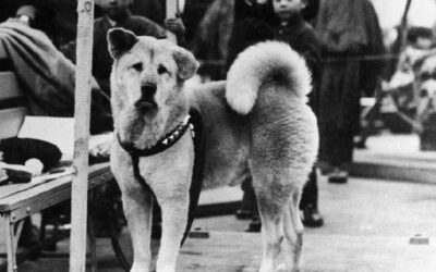 Hachiko cem anos