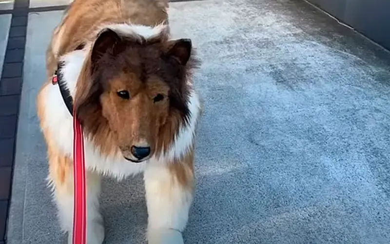 Homem que gastou R$ 70 mil para se transformar em cachorro faz seu primeiro passeio