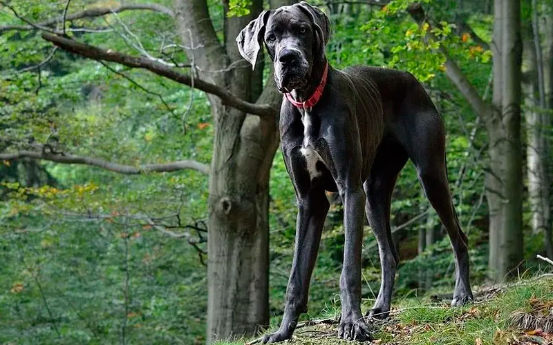 Qual é a raça do Scooby-Doo?