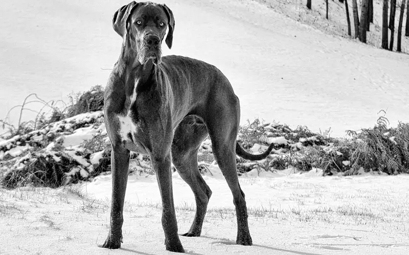 Qual é a raça do ScoobyDoo? Qual é a raça do ScoobyDoo?