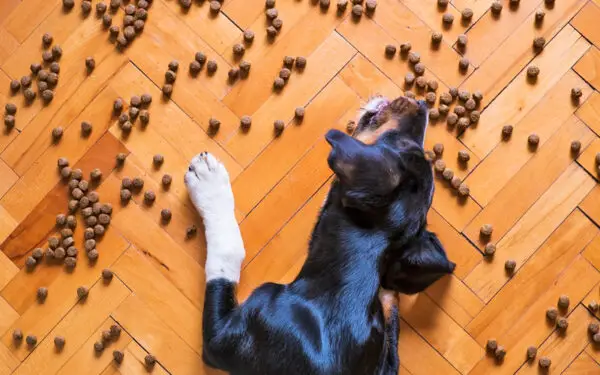 Ração úmida ou seca: qual é melhor para os cachorros?