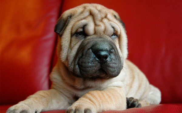 Shar-pei