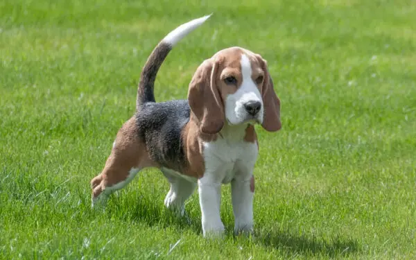 26 raças de cachorros pouco ativos para pessoas sedentárias 